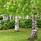 50 SILVER WEEPING BIRCH Tree White European Betula Pendula Alba Seeds