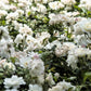 5 WHITE ROSE Rosa Bush Shrub Perennial Flower Seeds