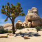 5 JOSHUA TREE Palm Tree Yucca Brevifolia White Flowers Cactus Succulent Seeds