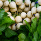 500 Hailstone WHITE GLOBE RADISH Raphanus Sativus Vegetable Seeds