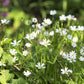50 Organic CHICKWEED Stellaria Media Starwort Stitchwort White Flower Herb Seeds