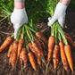 1500 IMPERATOR 58 CARROT Daucus Carota Seeds