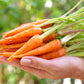 1500 LITTLE FINGERS CARROT Daucus Carota Vegetable Seeds