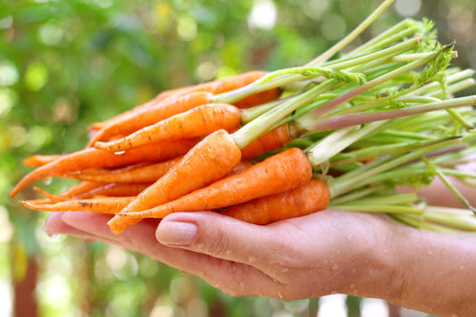 1500 LITTLE FINGERS CARROT Daucus Carota Vegetable Seeds