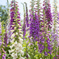 1000 FOXGLOVE EXCELSIOR MIX Digitalis Purpurea Mixed Colors Flower Seeds
