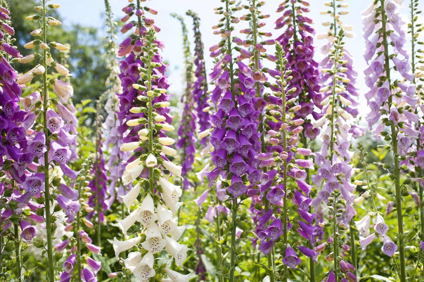 1000 FOXGLOVE EXCELSIOR MIX Digitalis Purpurea Mixed Colors Flower Seeds