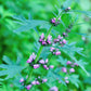 100 Pink CHINESE MOTHERWORT Leonurus Japonicus Siberian Honey Herb Flower Seeds