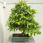 20 Chinese QUINCE FRUIT TREE Chaenomeles Sinensis Pseudocydonia Fruit Flower Seeds Thornless