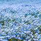 250 BABY BLUE EYES Nemophila Menziesii Fragrant Butterfly Flower Seeds
