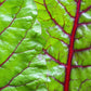 300 RUBY RED SWISS CHARD (Perpetual Spinach) Beta Vulgaris Cicla Vegetable Seeds