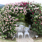 5 PINK CLIMBING ROSE Rosa Bush Vine Climber Fragrant Butterfly Flower Seeds
