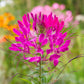 200 MAUVE QUEEN CLEOME Spinosa Hassleriana Purple Pink Spider Flower Seeds