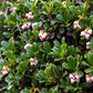 20 BEARBERRY Arctostaphylos Uva-Ursi Kinnikinnick Pinemat Manzanita Flower Seeds