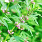 100 Pink CHINESE MOTHERWORT Leonurus Japonicus Siberian Honey Herb Flower Seeds