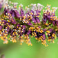50 FRAGRANT FALSE INDIGO (Dwarf Wild Indigo) Amorpha Nana Flower Seeds