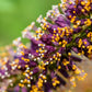 50 FRAGRANT FALSE INDIGO (Dwarf Wild Indigo) Amorpha Nana Flower Seeds