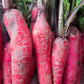 100 CHINA ROSE RADISH (Chinese Winter Radish) Raphanus Sativus Vegetable Seeds