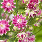 25 NORA BARLOW Pink COLUMBINE Aquilegia Caerulea Flower Seeds