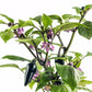 40 Organic PURPLE JALAPENO PEPPER Capsicum Annuum Hot Mexican Chili Vegetable Seeds