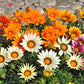 30 Mixed Colors GAZANIA Rigens Treasure Flower Seeds