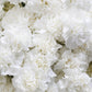 50 WHITE CARNATION Dianthus Caryophyllus Grenadin Flower Seeds