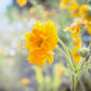 10 Yellow Lady Stratheden GEUM Chiloense Flower Seeds
