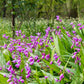 50 Hardy CHINESE GROUND ORCHID Bletilla Striata Purple Flower Seeds