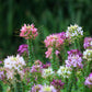 250 MIXED Colors QUEEN CLEOME (Spider Flower) Cleome Hassleriana Cleome Spinosa Flower Seeds