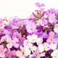 500 EVENING ( night ) SCENTED STOCK Matthiola Longipetala Bicornis Flower Seeds