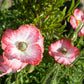 2000 MIXED Colors SHIRLEY POPPY ( aka Corn / Field / Flanders ) Papaver Rhoeas Flower Seeds