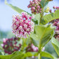 100 PINK MILKWEED Common Asclepias Syriaca Monarch Flower Seeds