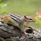 100 WILD/ CANADIAN COLUMBINE Aquilegia Canadensis Flower Seeds