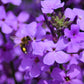 1500 DAMES ROCKET (Danask Violet) Hesperis Matronalis Dame's Purple Flower Seeds
