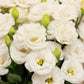 20 Mixed Colors LISIANTHUS Eustoma Grandiflorum Bluebell Gentian Flower Seeds
