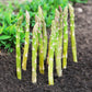 100 MARY WASHINGTON ASPARAGUS Officinalis Perennial Vegetable Seeds