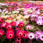 200 MIXED Colors ICE PLANT ( Mesembryanthemum Daisy / Livingstone Daisy ) Dorotheanthus Bellidiformis Flower Seeds