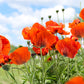 500 ORIENTAL RED Mix POPPY Papaver Orientale Flower Seeds