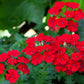 50 SCARLET VERBENA Red Nana Compacta Fragrant Flower Seeds