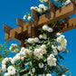 5 WHITE CLIMBING ROSE Rosa Bush Vine Climber Fragrant Butterfly Flower Seeds