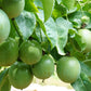 10 Purple PASSION FLOWER Passion FRUIT Granadilla Passiflora Incarnata Vine Seeds