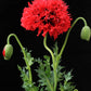 100 Red OASE PEONY POPPY Papaver Peoniflorum Double Flower Seeds