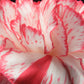 50 PICOTEE MIX CARNATION Dianthus Caryophyllus Double Bicolor Striped Flower Seeds