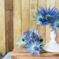 25 BLUE Star SEA HOLLY Eryngium Alpinum Flower Seeds