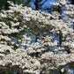 10 American WHITE FLOWERING DOGWOOD Small Tree Cornus Florida Seeds