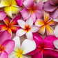 10 MIXED COLORS PLUMERIA Seeds - Lei Flower Frangipani Mix Fragrant Shrub Small Tree Pink Red Yellow White Peach Two Tone