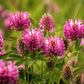 1500 RED CLOVER Monarchs Trifolium Pratense Rose Mauve Flower Ground Cover Seeds
