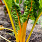 40 YELLOW CANARY SWISS CHARD Beta Vulgaris Perpetual Spinach Vegetable Seeds
