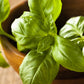 1500 SWEET BASIL Ocimum Basilicum Herb White Flower Seeds