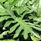 15 Lacy TREE PHILODENDRON Split Leaf Cut-leaf Selloum House Plant Seeds