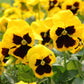 50 YELLOW & BROWN PANSY Swiss Giant Violet Viola Wittrockiana Flower Seeds